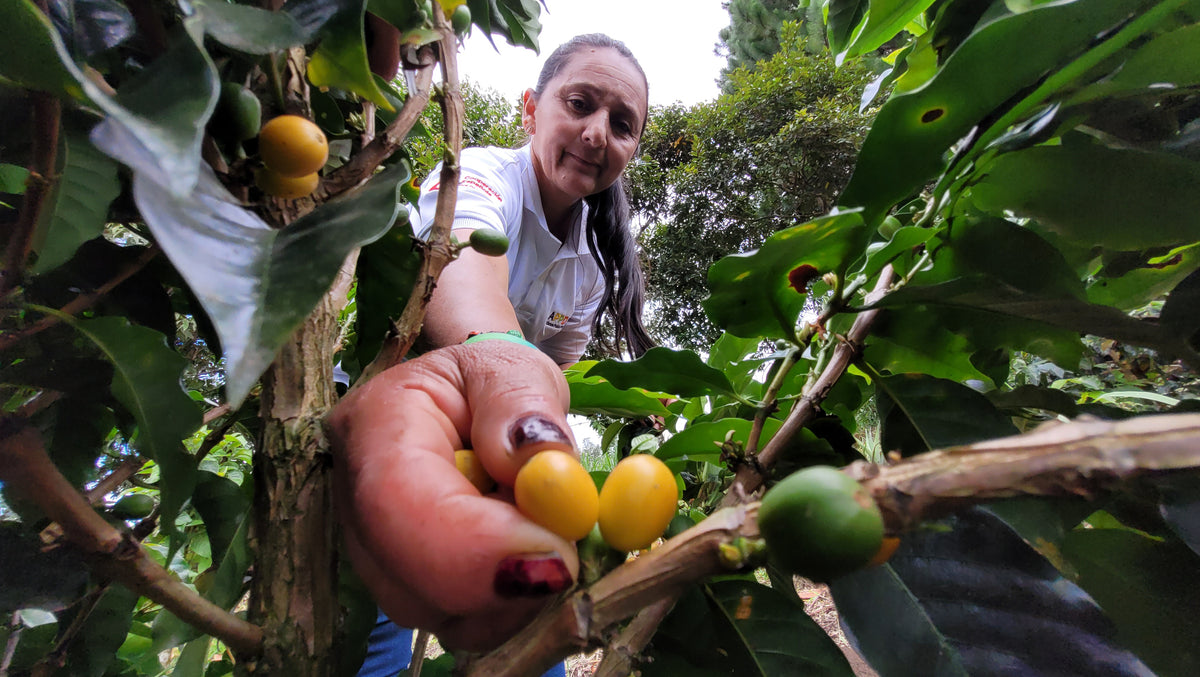 Cápsulas compostables origen Colombia AMUCC | Ecológicas y de Comercio Justo (10 unidades)