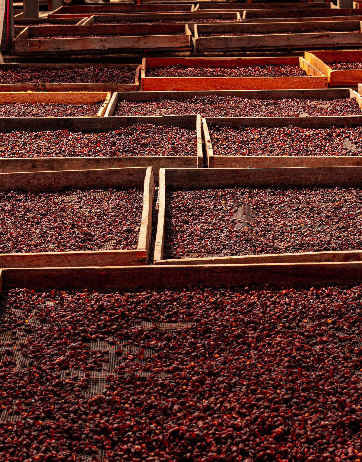 Café de Colombia de cosecha propia Hacienda Supracafé Typica 250g