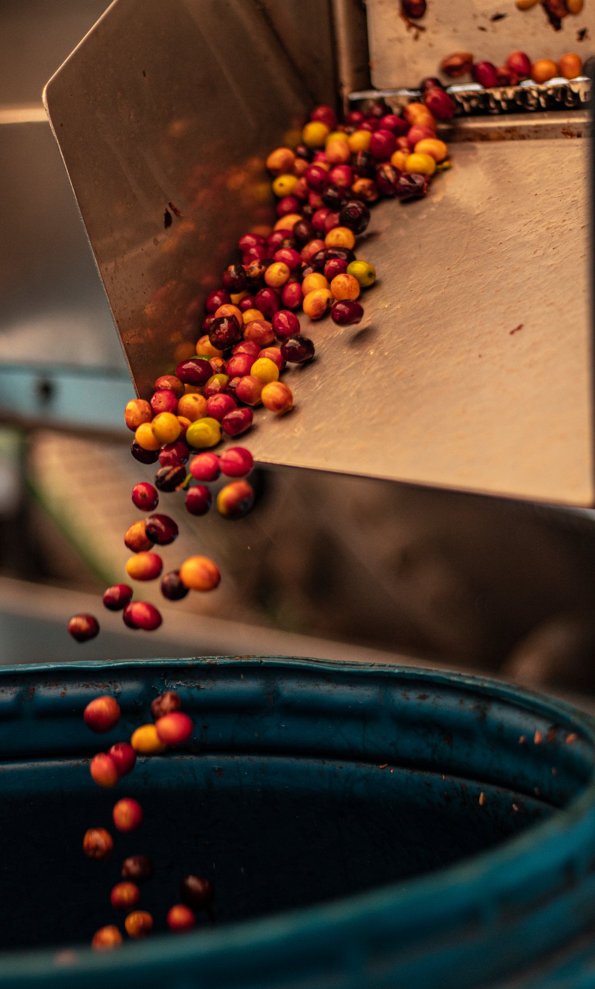 Café de Colombia de cosecha propia Hacienda Supracafé Typica 250g