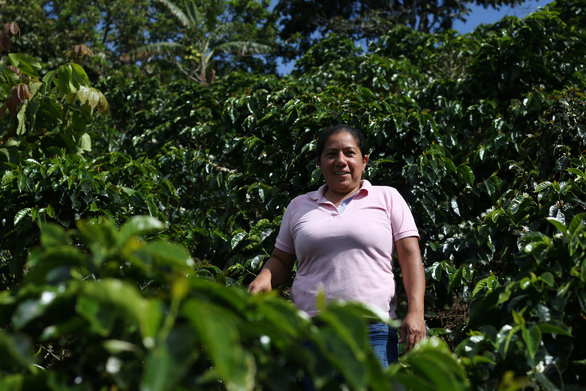 Cápsulas compostables origen Colombia AMUCC | Ecológicas y de Comercio Justo (10 unidades)