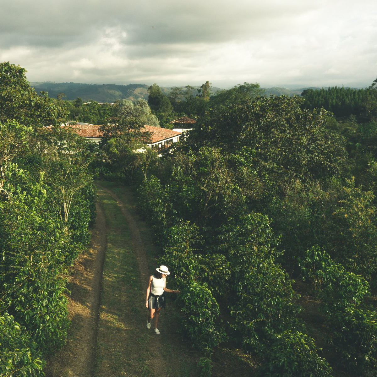 Café de Colombia de cosecha propia Hacienda Supracafé Typica 250g