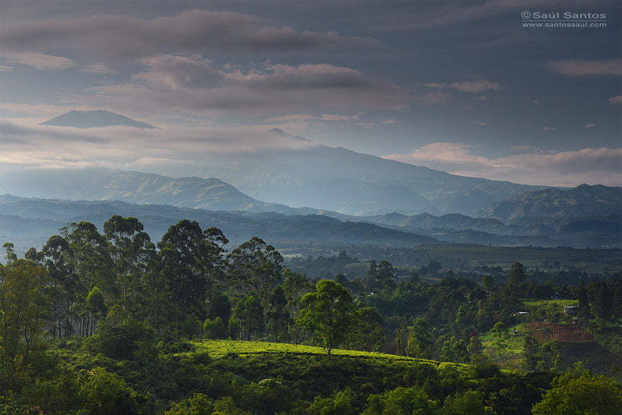 Café de Colombia de cosecha propia Hacienda Supracafé Typica 250g