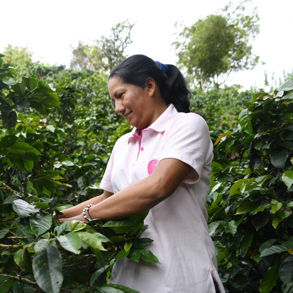 Cápsulas compostables origen Colombia AMUCC | Ecológicas y de Comercio Justo (10 unidades)
