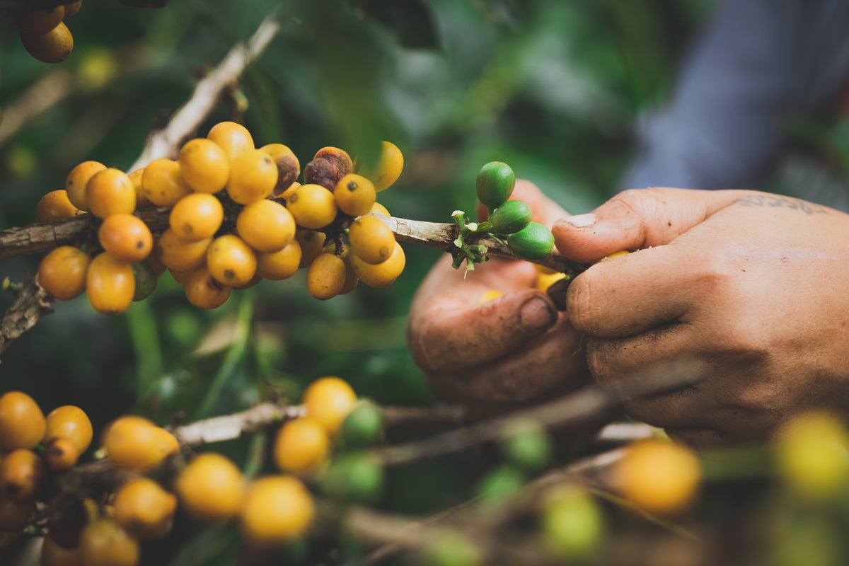 Café de Colombia de cosecha propia Hacienda Supracafé Typica 250g