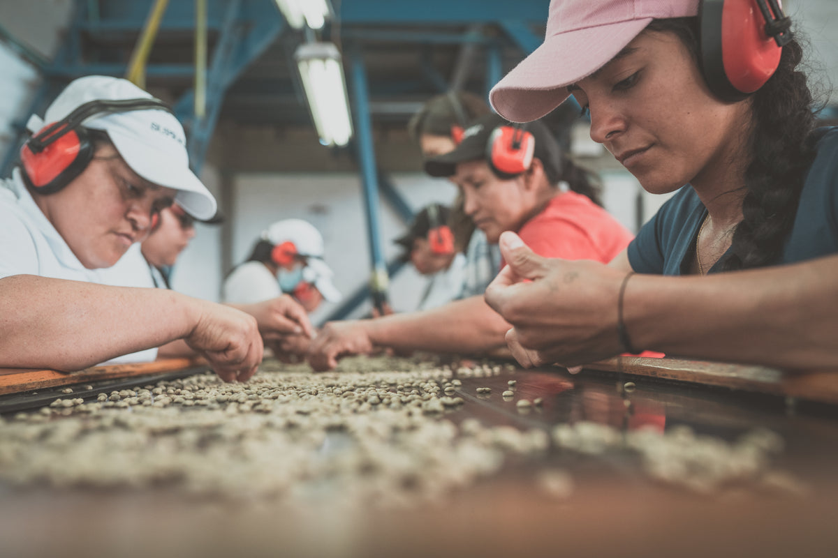Café de Colombia de cosecha propia Hacienda Supracafé Typica 250g