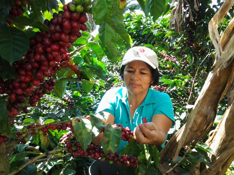 SUPRACAFÉ, EJEMPLO DE EMPRESA SOSTENIBLE - Supracafe