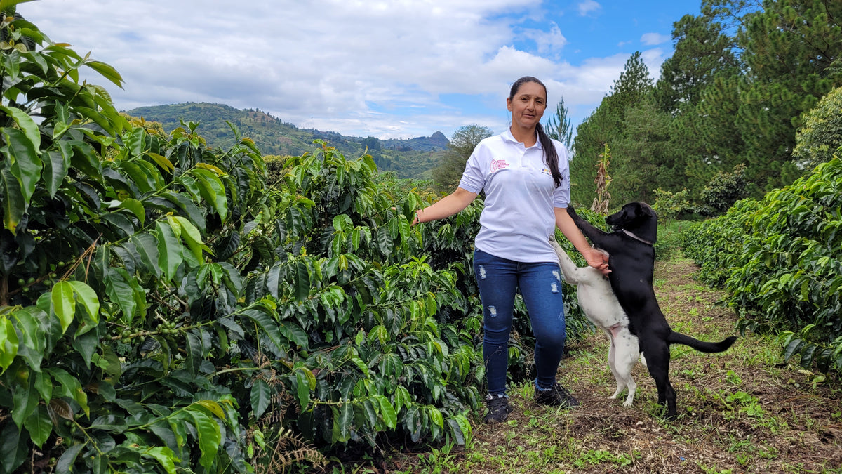 Cápsulas compostables origen Colombia AMUCC | Ecológicas y de Comercio Justo (10 unidades)