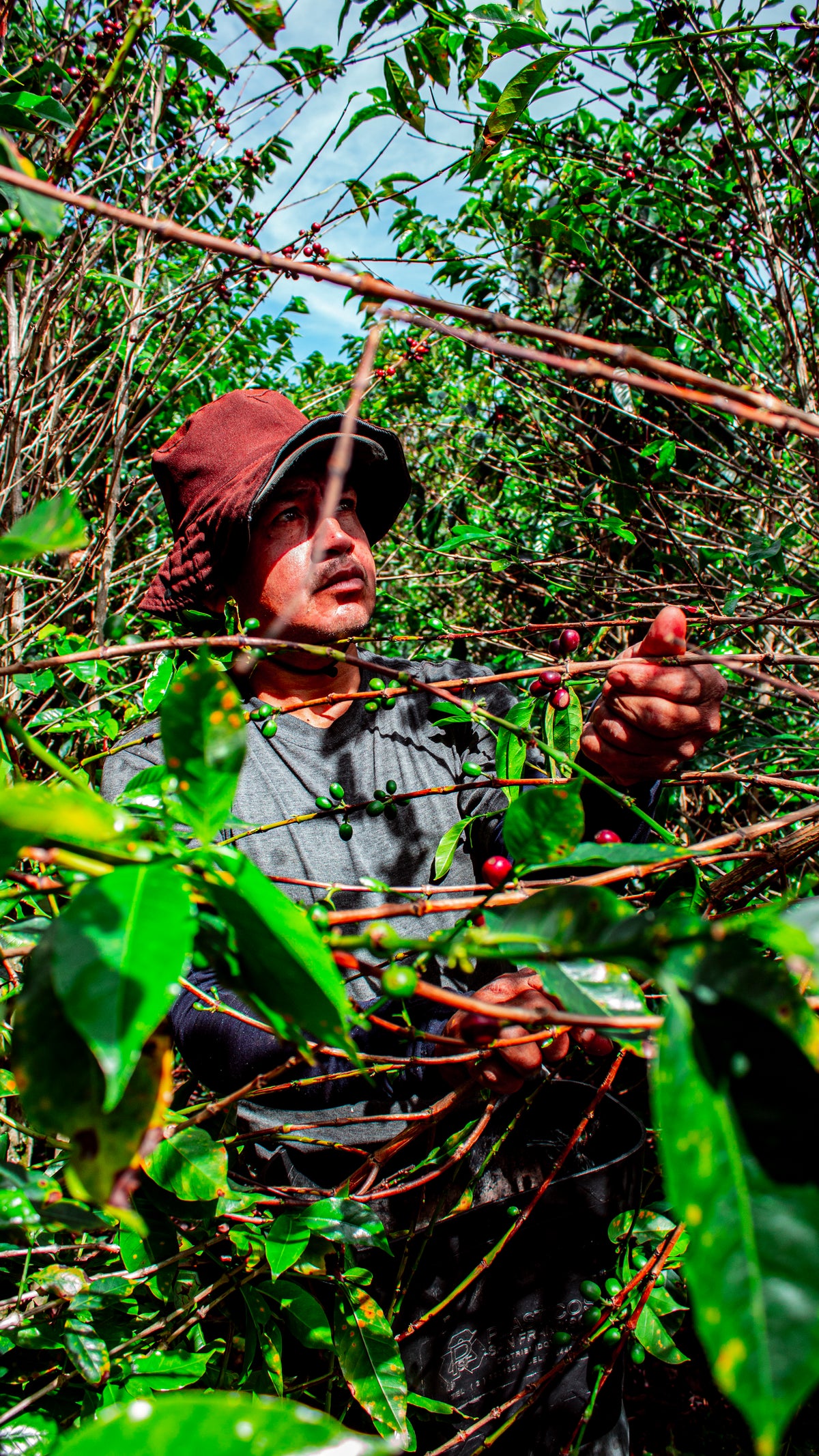 Cápsulas compostables origen Colombia AMUCC | Ecológicas y de Comercio Justo (10 unidades)