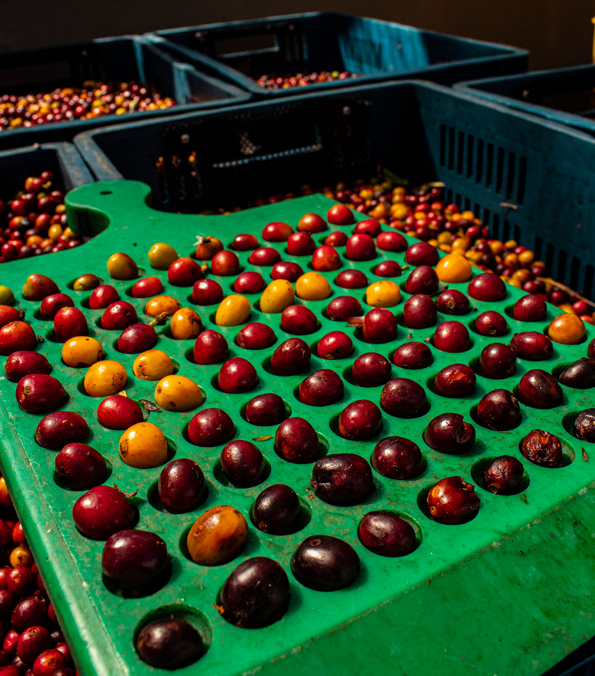 Café de Colombia de cosecha propia Hacienda Supracafé Typica 250g