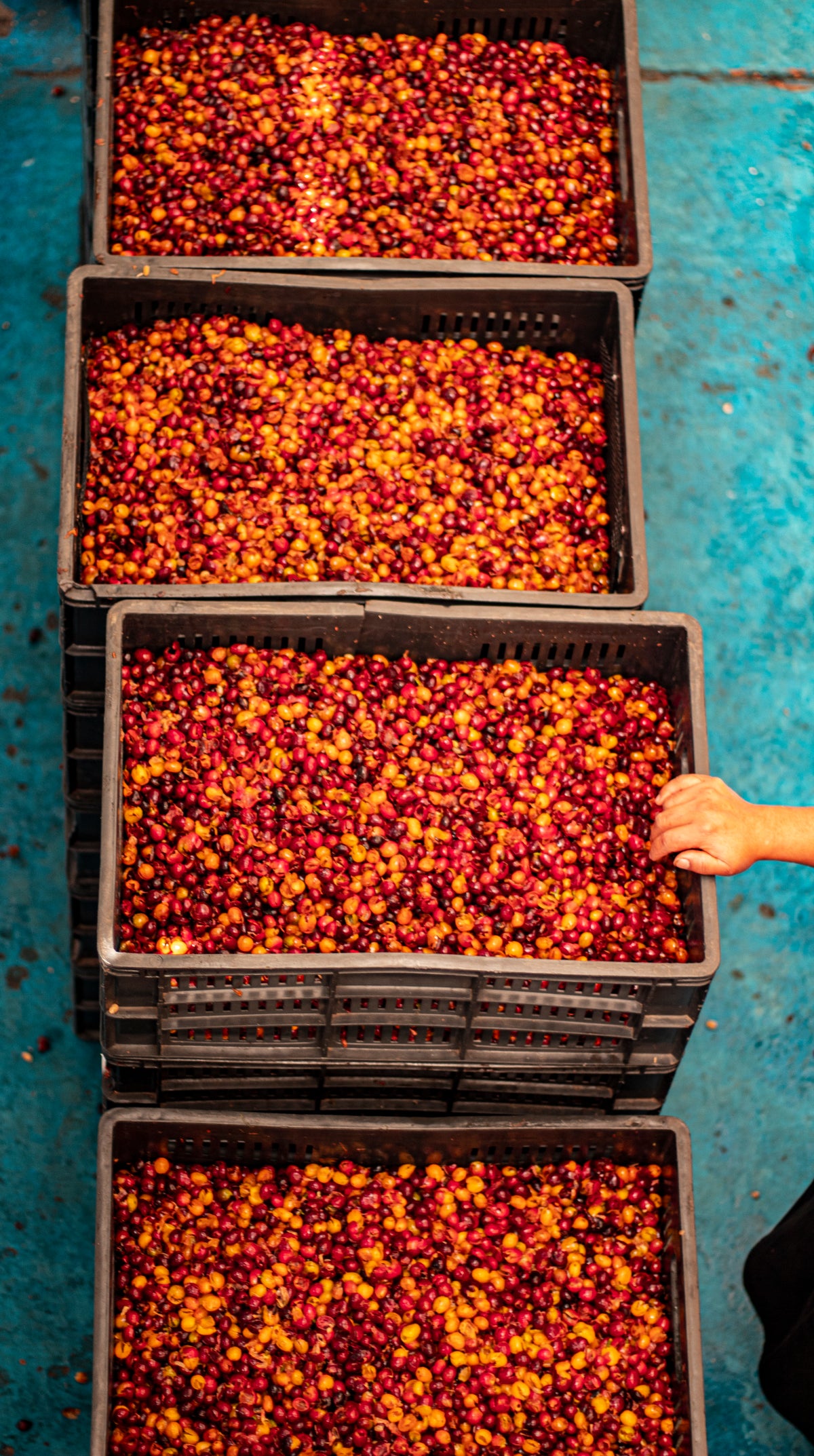 Café de Colombia de cosecha propia Hacienda Supracafé Typica 250g