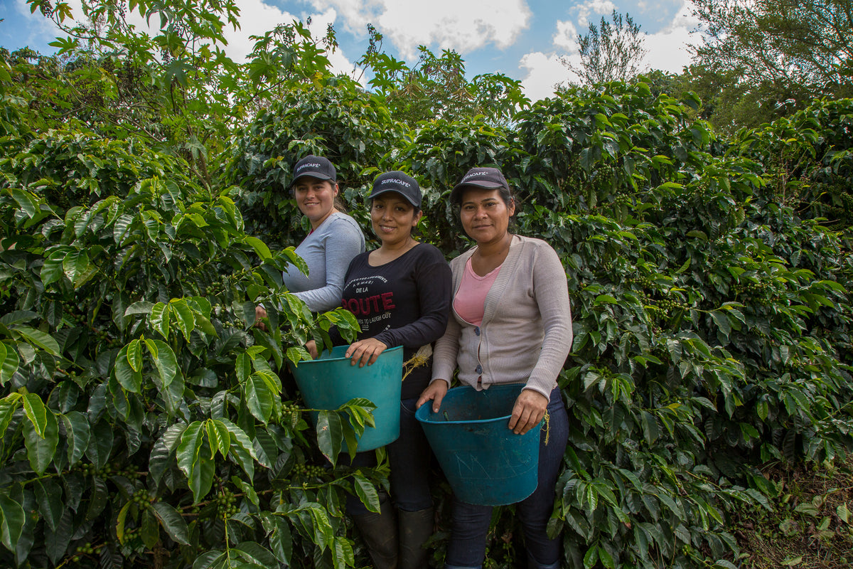 Cápsulas compostables origen Colombia AMUCC | Ecológicas y de Comercio Justo (10 unidades)