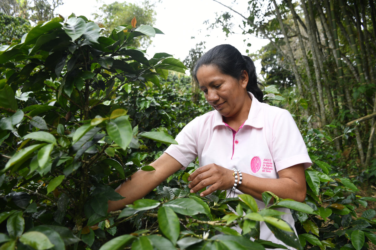 Cápsulas compostables origen Colombia AMUCC | Ecológicas y de Comercio Justo (10 unidades)