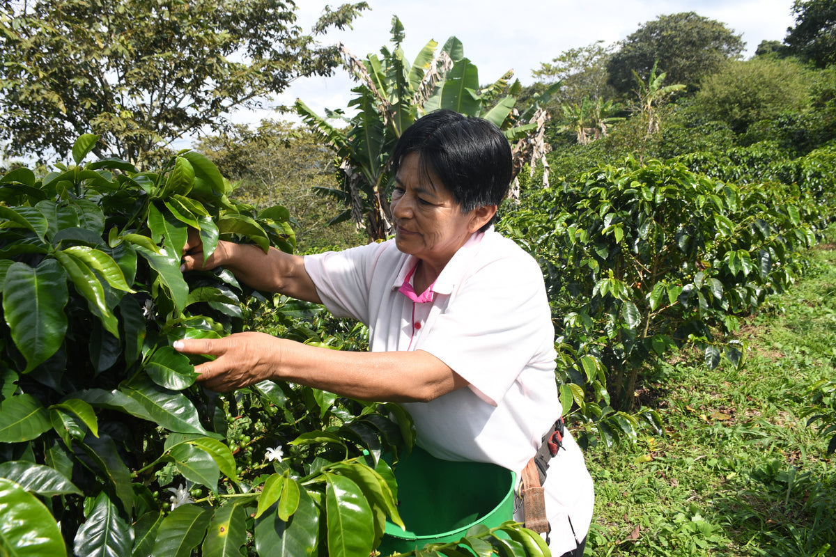 Cápsulas compostables origen Colombia AMUCC | Ecológicas y de Comercio Justo (10 unidades)