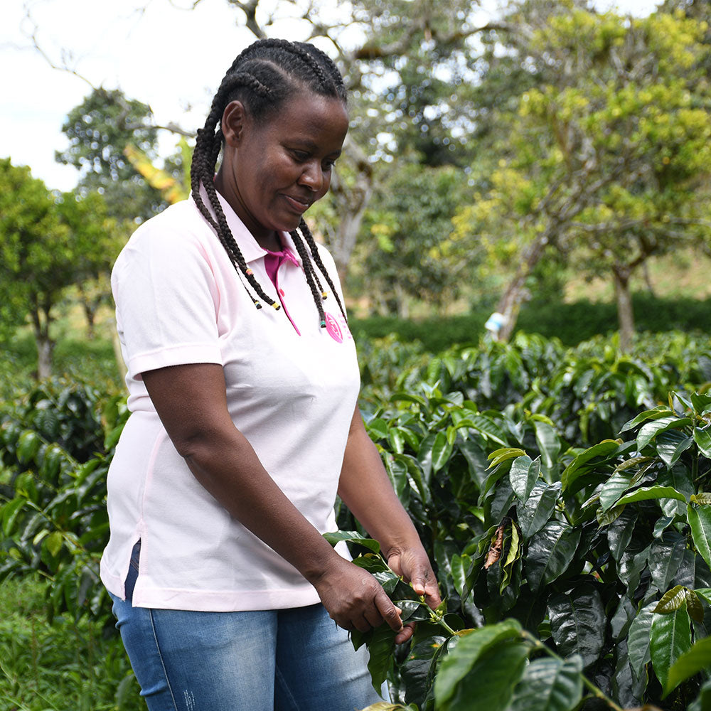 Cápsulas compostables origen Colombia AMUCC | Ecológicas y de Comercio Justo (10 unidades)