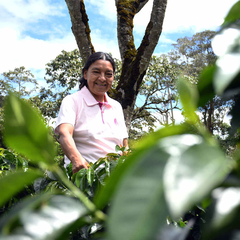 Cápsulas compostables origen Colombia AMUCC | Ecológicas y de Comercio Justo (10 unidades)