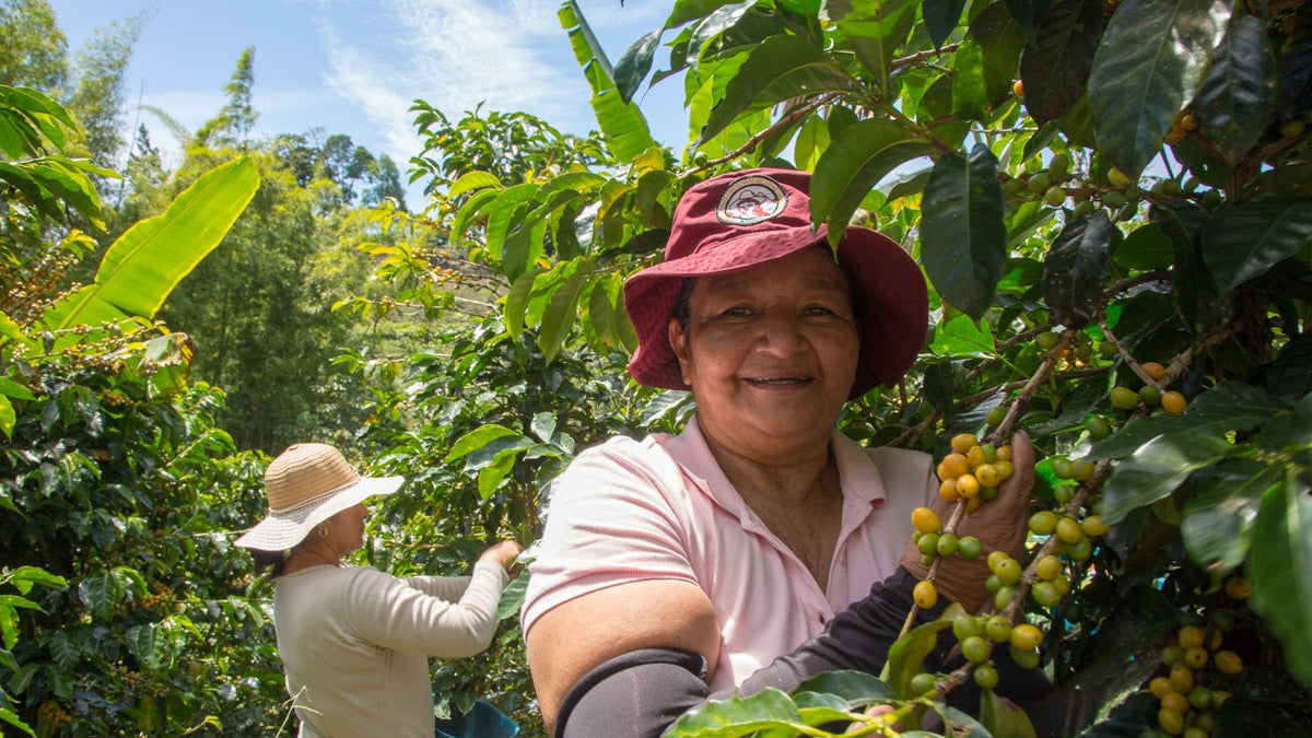 Cápsulas compostables origen Colombia AMUCC | Ecológicas y de Comercio Justo (10 unidades)